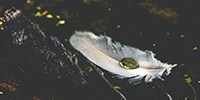 Another image